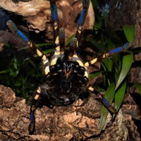 P. ornata