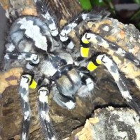 P. Regalis Female #1