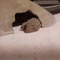 Sid the gecko