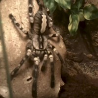 P. regalis Female #2