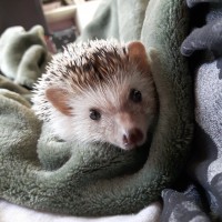 Pippin the hedgehog