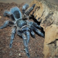 Aphonopelma seemanni Sub-Adult Female, Holly