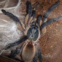 monocentropus Balfouri male juvenile