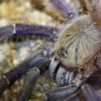 Lampropelma violaceopes