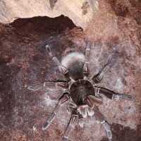 0.1 Theraphosa stirmi