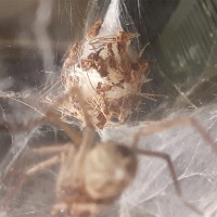 Eratigena atrica Egg sac :D