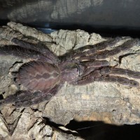 Poecilotheria ornata