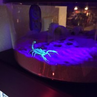 Our Dune Scorpion