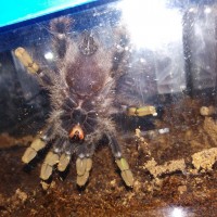 A. avicularia