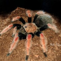 Brachypelma boehmei