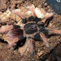 Pamphobeteus sp. 'solaris'