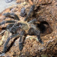 Cyriopagopus (Ex. Haplopelma) doriae