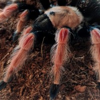 Brachypelma boehmei