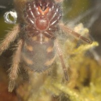 Chromatopelma cyaneopubescens