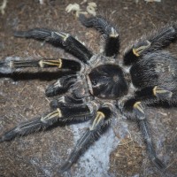 Grammostola pulchripes Mature Male