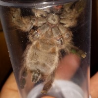 H. maculata