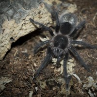 Grammostola grossa