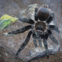 Brachypelma verdezi Adult Female