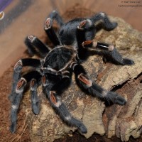 Brachypelma auratum 0,1