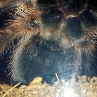 Grammostola rosea - 2nd try