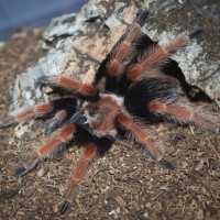 Brachypelma boehmei Juvenile Female