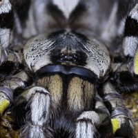 Poecilotheria regalis