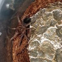 Brachypelma boehmei