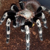 N.chromatus