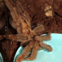 Drinking Problem (Psalmopoeus cambridgei ♀)