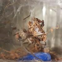 Egg Sac #2