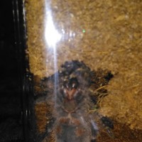 G. pulchripes 1&3/4in DLS