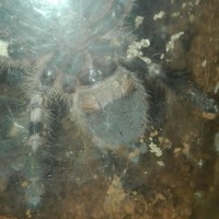 P. Regalis 10cm