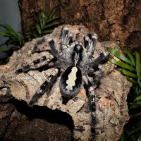 Poecilotheria vittata