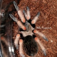 Brachypelma baumgarteni