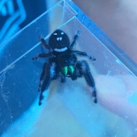 Phidippus regius