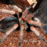 Brachypelma baumgarteni