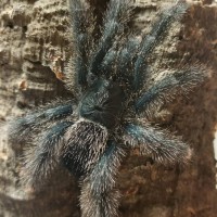 "Sweet Pea" my avic Avicularia