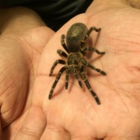 G. pulchripes