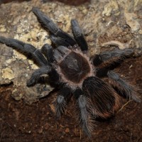 Aphonopelma anax