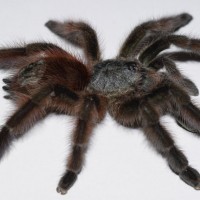 Caribena versicolor