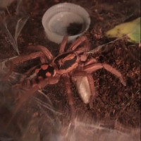 Hapalopus sp.”columbian” large female