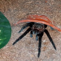 Brachypelma kahlenbergi