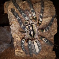 P.ornata