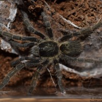 Ceratogyrus marshalli - juvenile