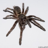 Ceratogyrus marshalli - juvenile