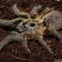 Ceratogyrus sanderi - subadult male