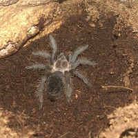 Brachypelma albopilosum