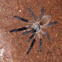 M.balfouri