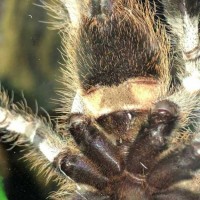 10cm juvenile P. Regalis