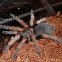 Brachypelma baumgarteni